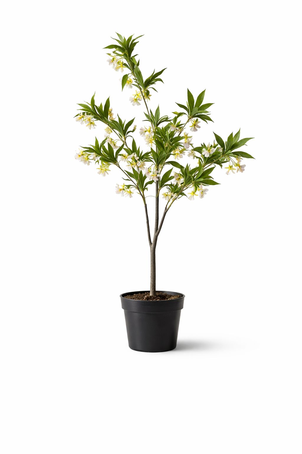 Blossom Indoor Flowering Tree