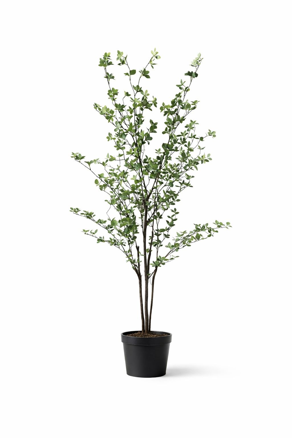 Bryn Indoor Foliage Tree