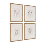 Four framed botanical illustrations on a white background