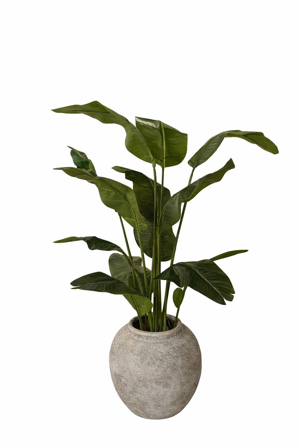 Birds of Paradise plant