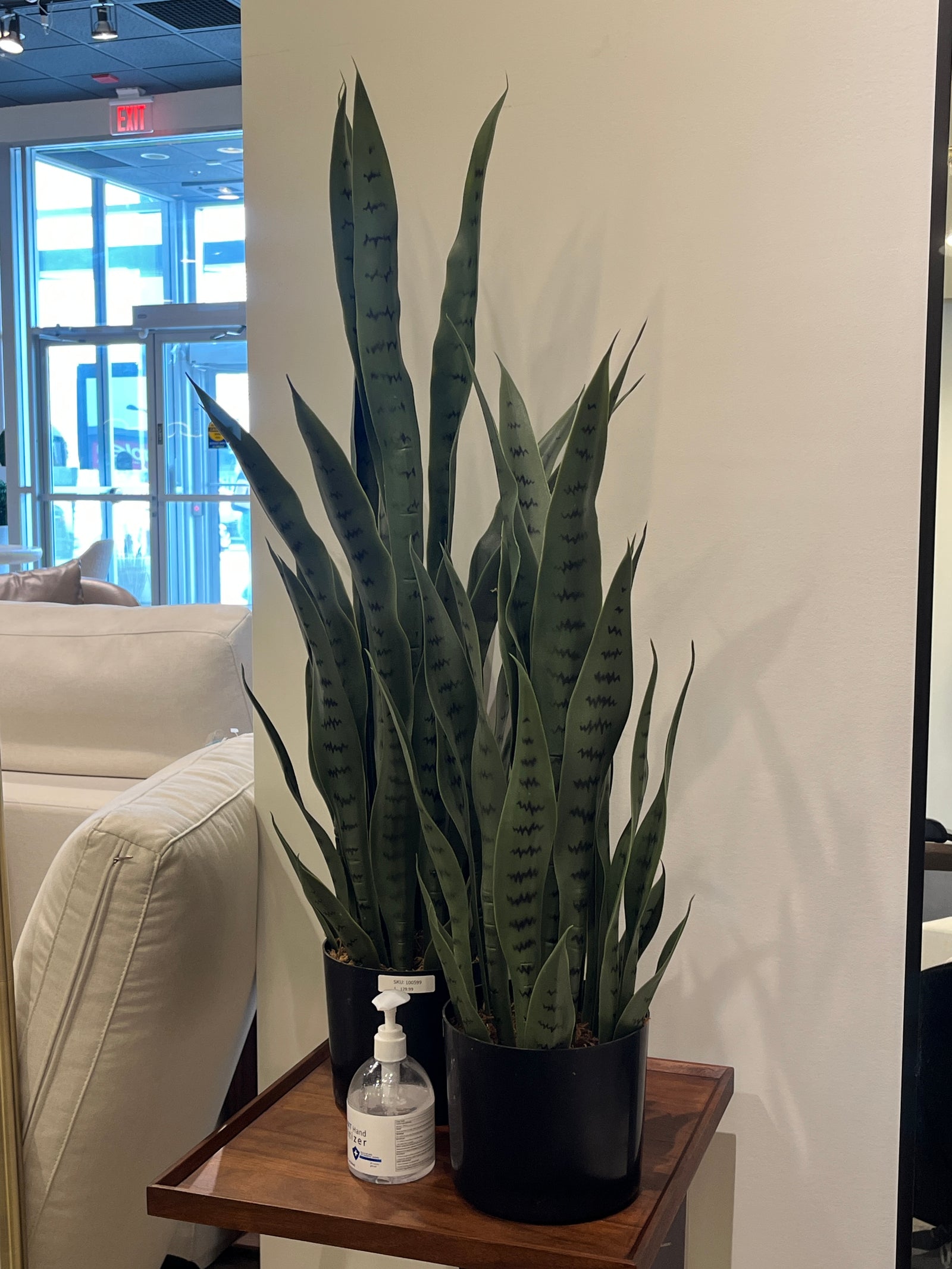 Everett Snake Plant