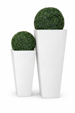 Two green spherical plants in white cylindrical pots on a white background
