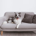 5 years Protection Plan - Upholstery & Casegood