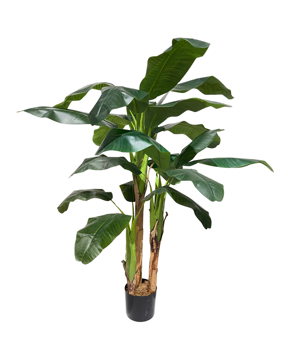 A potted banana leaf plant with dense green foliage.