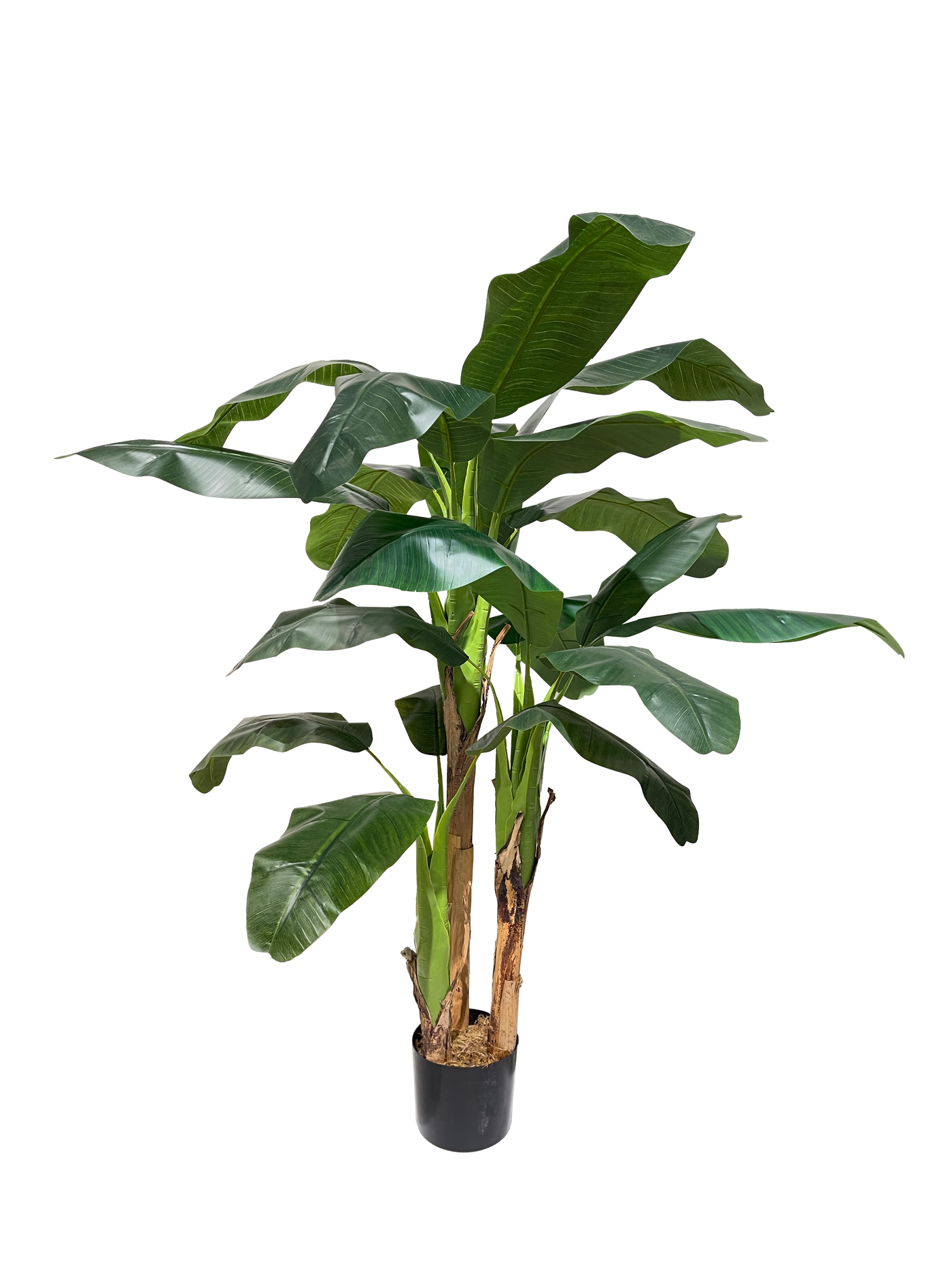 Banana leaf Plant