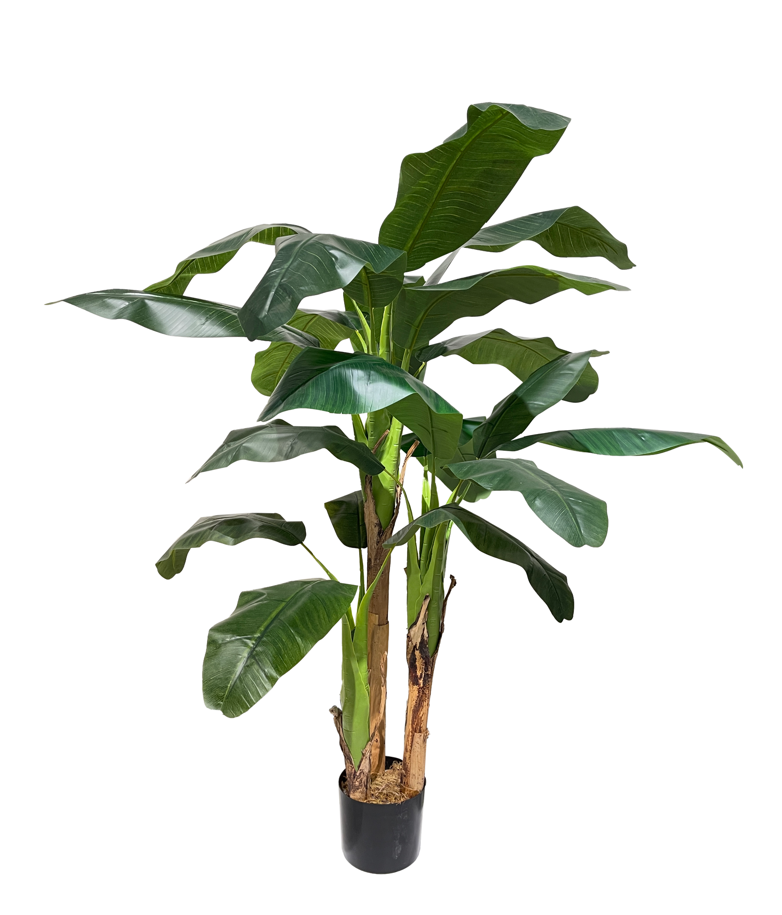 A potted banana leaf plant with dense green foliage.