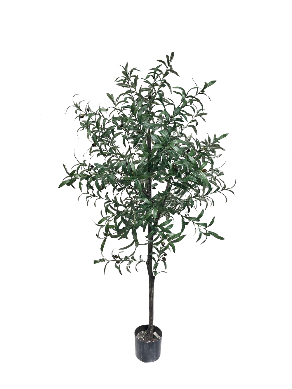 A potted olive plant with green leaves.