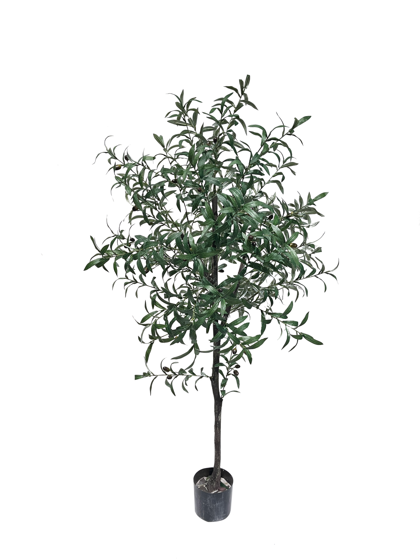 A potted olive plant with green leaves.