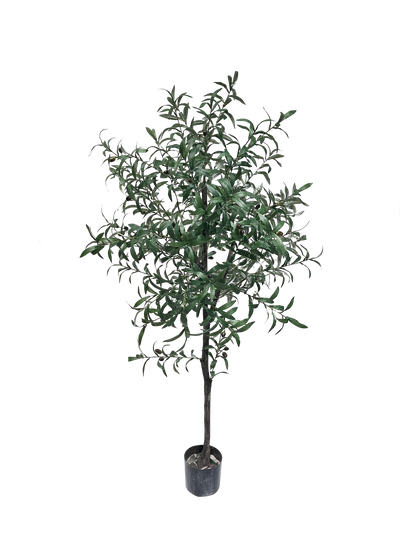 A potted olive plant with green leaves.