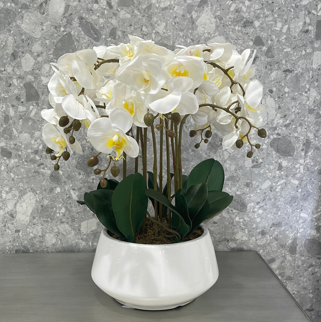Orchid 10 stems