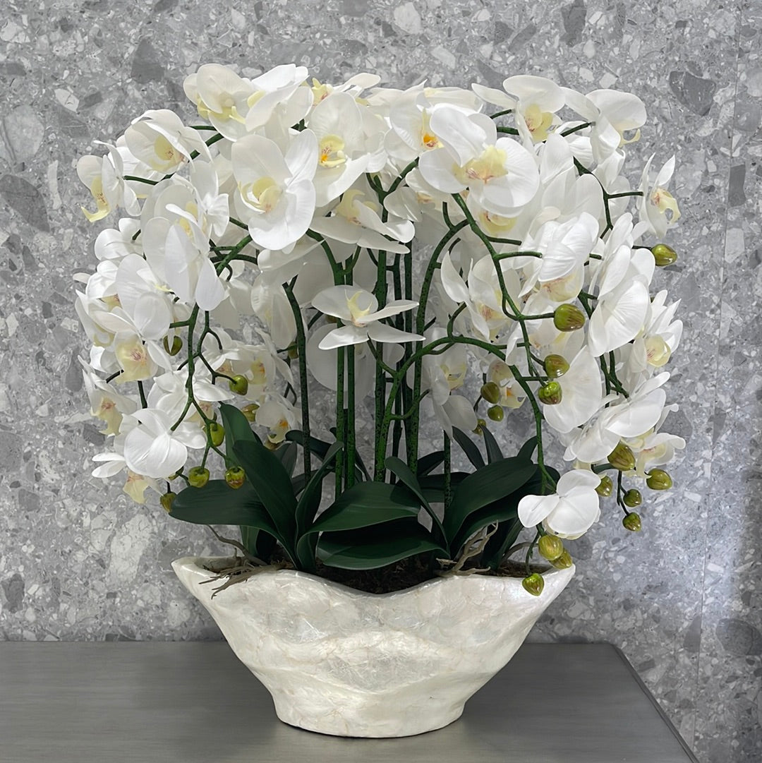 Orchid 12 stems