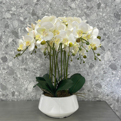Orchid A 10 stems